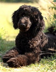 schulhund_01